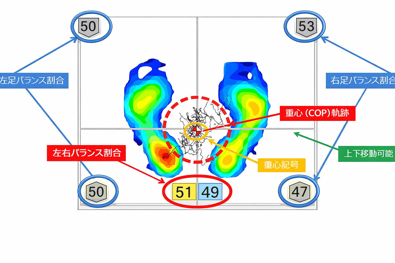 足圧分布・荷重中心(片足・両足)・荷重割合・重心軌跡すべてを一度に測定できます。 サンプリング速度は 40Hz です。 フットプリント・バランス・バランス能力を視覚化し、足部だけでなく体全体の症状要因への可能性を示唆します。 このモードでは、画面に分割線が表示され、分割線で区切られた領域の荷重比率が表示されます。左右の荷重が倍以上になったとき、 比率を表示する数字は赤で示されます。左右分割線及び 上下分割線の位置はマウスでドラッグすることで移動させることができます 。
